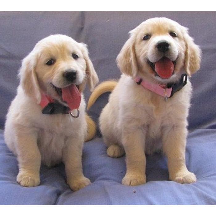 Beautiful Golden Retriever Puppies Looking for Their Forever Homes